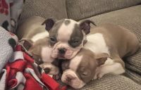 Boston Terrier Puppies for sale in Athens, Michigan. price: $1,500