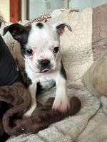 Boston Terrier Puppies for sale in Cumberland, Iowa. price: $900