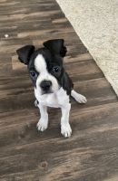Boston Terrier Puppies for sale in Colorado Springs, Colorado. price: $600