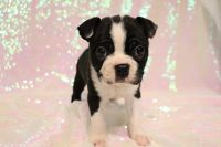 Boston Terrier Puppies for sale in Algona, Iowa. price: $1,800