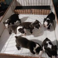 Boston Terrier Puppies for sale in Whitwell, Tennessee. price: $650