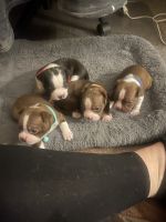 Boston Terrier Puppies for sale in Pinson, Alabama. price: $800