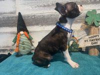 Boston Terrier Puppies for sale in Browns Mills, New Jersey. price: $650