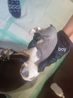 Boston Terrier Puppies for sale in Oxford, Alabama. price: $1,000