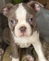 Boston Terrier Puppies for sale in Roseville, California. price: NA
