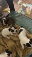 Boston Terrier Puppies for sale in Wise, Virginia. price: NA