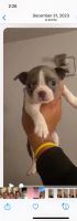 Boston Terrier Puppies for sale in Belleville, Illinois. price: $1,500