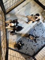 Boston Terrier Puppies for sale in 21149 Hobson Rd SE, Yelm, WA 98597, USA. price: $1,000