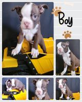 Boston Terrier Puppies for sale in Bryant, AR, USA. price: NA