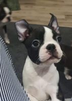 Boston Terrier Puppies for sale in Rome, Georgia. price: $2,000