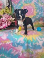 Boston Terrier Puppies for sale in Woodburn, IN 46797, USA. price: $800