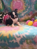 Boston Terrier Puppies for sale in Woodburn, IN 46797, USA. price: $900