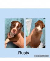 Boston Terrier Puppies for sale in Farmerville, Louisiana. price: $750