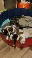 Boston Terrier Puppies for sale in Ft. Worth, Texas. price: $300