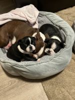 Boston Terrier Puppies for sale in Queens, New York. price: $2,500
