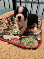 Boston Terrier Puppies for sale in Bassfield, MS 39421, USA. price: NA