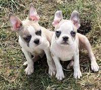 Boston Terrier Puppies for sale in Chautauqua, New York. price: $1,400