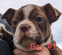 Boston Terrier Puppies for sale in Stephenville, TX 76401, USA. price: $500