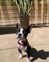 Boston Terrier Puppies for sale in Riverside, CA, USA. price: NA