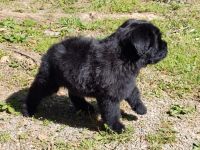 Bouvier des Flandres Puppies for sale in Hillsborough, NC 27278, USA. price: NA