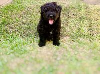 Bouvier des Flandres Puppies for sale in Grapevine, TX 76051, USA. price: NA