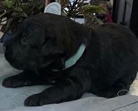Bouvier des Flandres Puppies for sale in Bedford, OH 44146, USA. price: NA