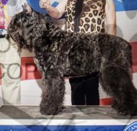Bouvier des Flandres Puppies for sale in Youngstown, OH, USA. price: NA