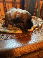Bouvier des Flandres Puppies for sale in CT-61, Bethlehem, CT, USA. price: NA