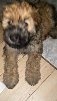 Bouvier des Flandres Puppies for sale in Winter Haven, FL, USA. price: NA