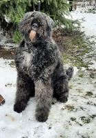 Bouvier des Flandres Puppies for sale in Hastings, MI 49058, USA. price: $1,850