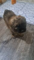Bouvier des Flandres Puppies for sale in Guthrie, OK, USA. price: $600