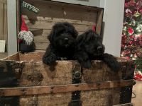 Bouvier des Flandres Puppies for sale in Florence, AZ, USA. price: $1,500