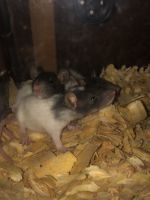 Bower's White-toothed Rat Rodents Photos