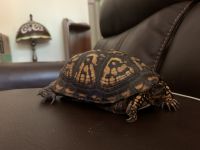 Box Turtle Reptiles for sale in Charles Town, WV 25414, USA. price: NA