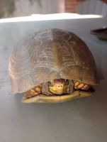 Box Turtle Reptiles for sale in Tulsa, OK, USA. price: $175