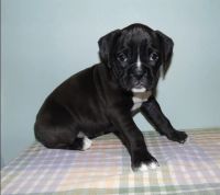 Boxer Puppies for sale in Boston, MA 02118, USA. price: NA