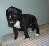 Boxer Puppies for sale in Buffalo, NY 14216, USA. price: NA