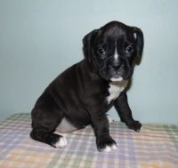 Boxer Puppies for sale in Charlotte, NC 28226, USA. price: NA