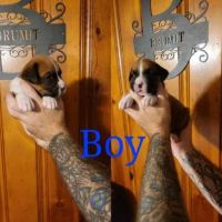 Boxer Puppies for sale in Crossville, TN, USA. price: NA