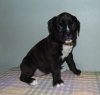 Boxer Puppies for sale in Cleveland, OH 44109, USA. price: NA