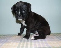 Boxer Puppies for sale in Colorado Springs, CO 80904, USA. price: NA