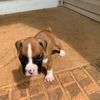 Boxer Puppies for sale in Dallas, TX 75206, USA. price: NA