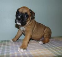 Boxer Puppies for sale in Detroit, MI 48205, USA. price: NA