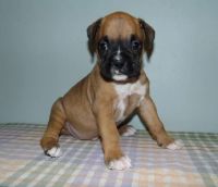 Boxer Puppies for sale in Fort Worth, TX 76104, USA. price: NA