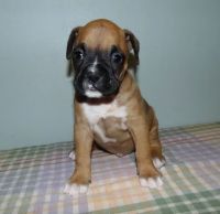 Boxer Puppies for sale in Fresno, CA 93702, USA. price: NA