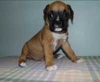 Boxer Puppies for sale in Honolulu, HI 96813, USA. price: NA