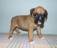 Boxer Puppies for sale in Houston, TX 77002, USA. price: NA