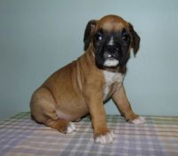 Boxer Puppies for sale in Indianapolis, IN 46237, USA. price: NA