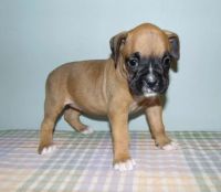 Boxer Puppies for sale in Jacksonville, FL 32208, USA. price: NA