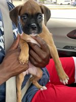 Boxer Puppies for sale in Greenville, SC, USA. price: NA